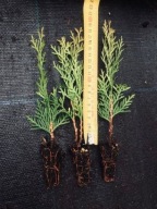 Thuja danica kulista tuja danika kula sadzonki 8 - 15 cm