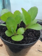 Żyworódka zdrowa lecznicza sadzonka młoda PINNATA WARTO!