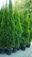 Tuja Szmaragd 200cm Ukorzenione Donica 10l