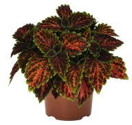Koleus Coleus H Stained Glassworks Magnificent Mile KOLOROWA ROŚLINA