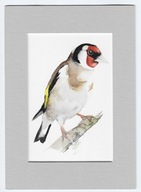 szczygieł, ptaki Polski, akwarela z passe-portout, oryginał, format A5