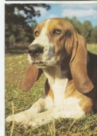 PIES RASY BASSET HOUND
