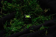 Miraculous – pierścień z łapką Kot