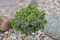 KOLEKCJONERSKA MINIATURKA Świerk serbski 'Veznice' Picea omorika