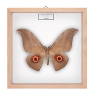 Motyl w gablotce Lobobunaea phaedusa