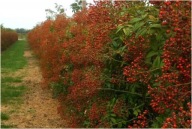 RÓŻA LAXA SADZONKA W POJEMNIKU 20 cm NA ZYWOPŁOTY DOBRA ZAGRODA OD SĄSIADA