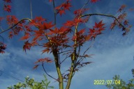 Klon czerwony palmowy 2 ramienny japoński inny