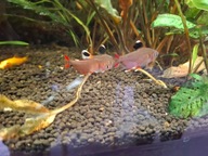 Bystrzyk ozdobny białopłetwy ornatus