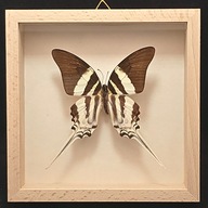 Motyl w gablotce Graphium Dorcus 2