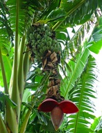 50 Nasion Musa Balbisiana ŚWIEŻE NASIONA