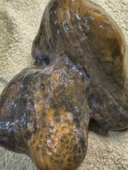 Minerał wygibus w sam raz do akwarium