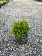 Thuja tuja Danica 25-30cm zestaw 5 sztuk