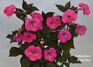 Achimenes Wild Girl - kłącze