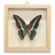 Motyl w gablotce Graphium Milon