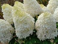 Hortensja bukietowa 'PHANTOM' 30-50CM Hydrangea paniculata SADZONKA 2L