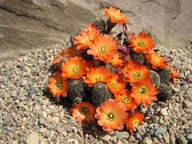 Kaktus ,Rebutia, Mediolobivia tafnaensis WR 508a