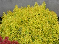 Berberys 'Golden Devine' | MROZOODPORNY | ŻÓŁTA KULA