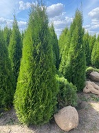 Thuja Smaragd żywopłot 220-240 cm transport tuja Szmaragd raty