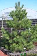 SOSNA CZARNA PIĘKNA SADZONKA 100-120cm!!!