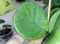 Hoya Hoja OBOVATA cięta