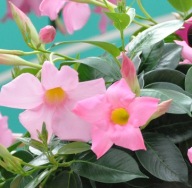 Mandevilla Rio Elegant Pink Sundaville DIPLADENIA