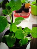 Mięta meksykańska-oregano kubańskie';;;