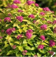 TAWUŁA JAPOŃSKA CANDELIGHT CYTRYNOWA KULECZKA