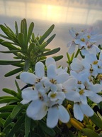 Ubiorek wieczne zielony, bylina, Appen Etz