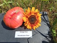 Pomidor Vinige Wine odmiana od Toma Wagnera nasiona kolekcjonerskie