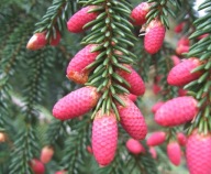 MAGICZNA WIOSNA Świerk kaukaski, wschodni 'Wittboldt' Picea orientalis