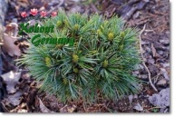 Pinus koraiensis 'Spring Grove' - !!!!!!!!!!