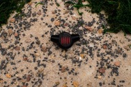 Miraculous Miraculum – zawieszka Smok