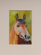 koń portret konia akwarela na papierze