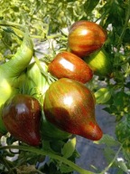 Pomidor Salute to Victoria od Sofia Saakova nasiona kolekcjonerskie