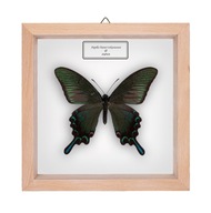 Motyl w gablotce Papilio bianor tokaraensis
