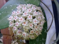 Hoya Hoja sp. NAKORNRACHASRIMA ukorzeniona
