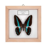 Motyl w gablotce Graphium anthedon
