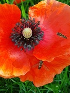 MIODODAJNE maki NASIONA 1a DLA MOTYLI PSZCZÓŁ MIESZANKA ŁĄKA KWIATOWA