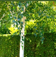 Brzoza brodawkowata 40-70 cm Ładna