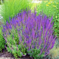 szałwia omszona Night field sadzonka w pojemniku miododajna wieloletnia