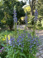 Lobelia wielka - Lobelia siphilitica