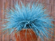 Kostrzewa Sina NIEBIESKA Trawa w DONICZCE Mroz.