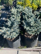 Świerk kłujący Glauca Globosa 50-60cm