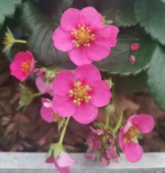 Truskawka zwisająca Fragoo Rose Toscana