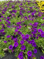 Million Bells Unique Blue Violet