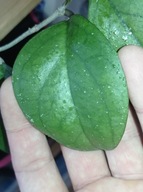 Hoya Hoja EPC 1015 cięta