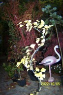 Miłorząb wężowy szczepiony japoński inny