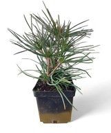 Sośnica japońska sadzonka 3 letnia w poj. 2 l