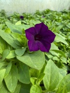 Surfinia Supertunia MINI Vista ładna duża sadzonka ULTRAMARINE