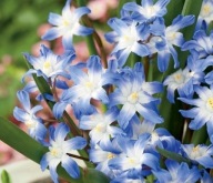 Chionodoxa - Śnieżnik Lśniący Blue Giant w pojemniku